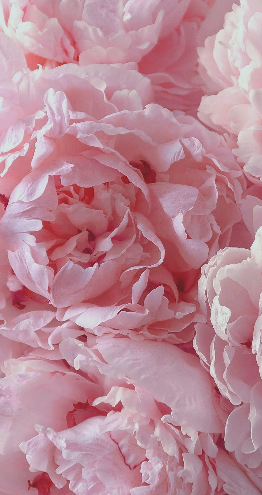 Beauty full soft pink peonies! HD phone wallpaper