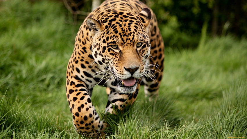 Giaguaro affamato, erba, gatto, selvaggio, giaguaro Sfondo HD