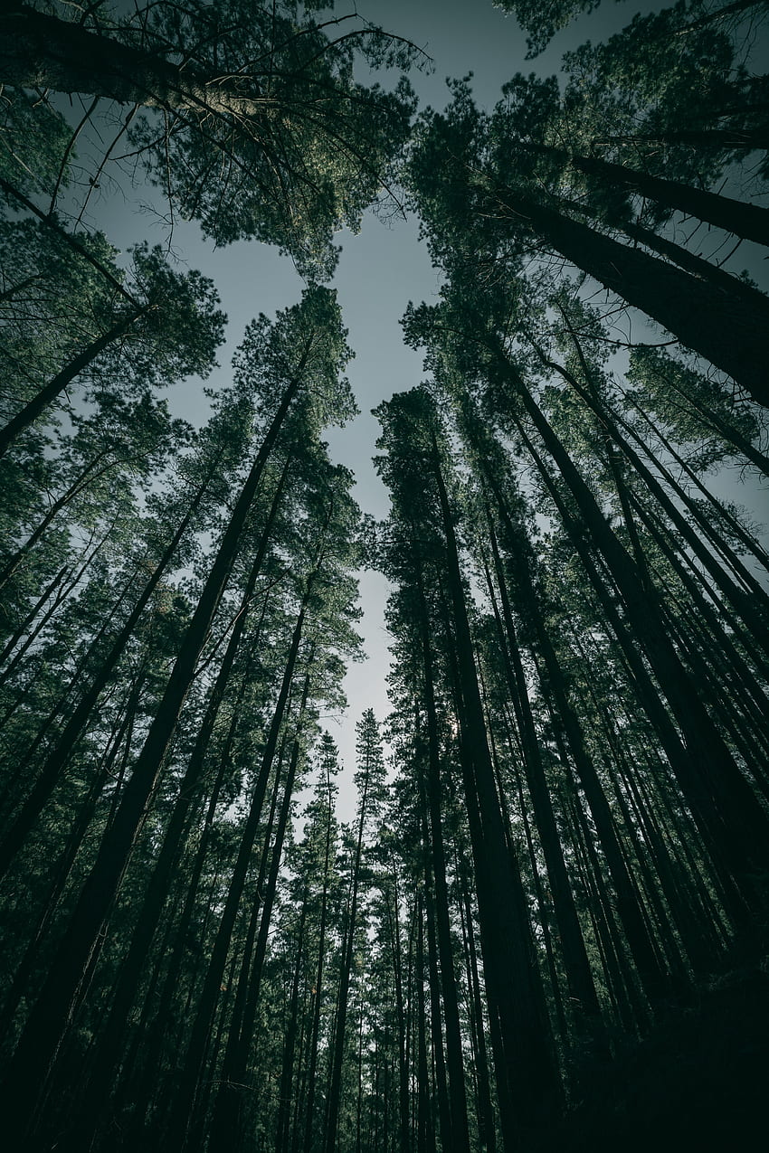 ธรรมชาติ ต้นไม้ ป่า มุมมองด้านล่าง วอลล์เปเปอร์โทรศัพท์ HD