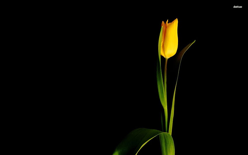 Tulipán amarillo individual - Flor - ClipArt Best, Tulipanes amarillos fondo de pantalla