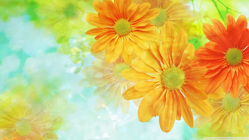 Colorful Flowers Colorful Flowers [] for your , Mobile & Tablet. Explore Colorful Floral . Colorful Floral , Colorful Background, Background Colorful, Colourful Flowers HD wallpaper