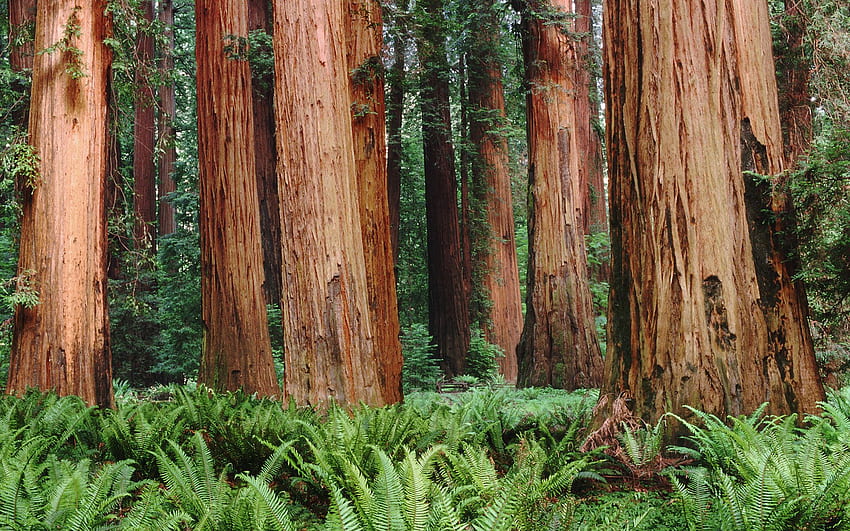 Sequoia e Sfondo HD