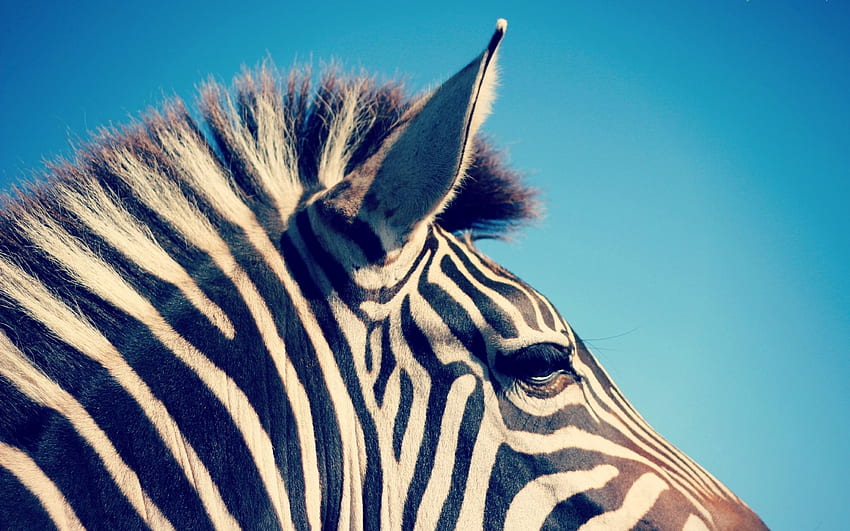 Hayvanlar, Zebra, Çizgili HD duvar kağıdı