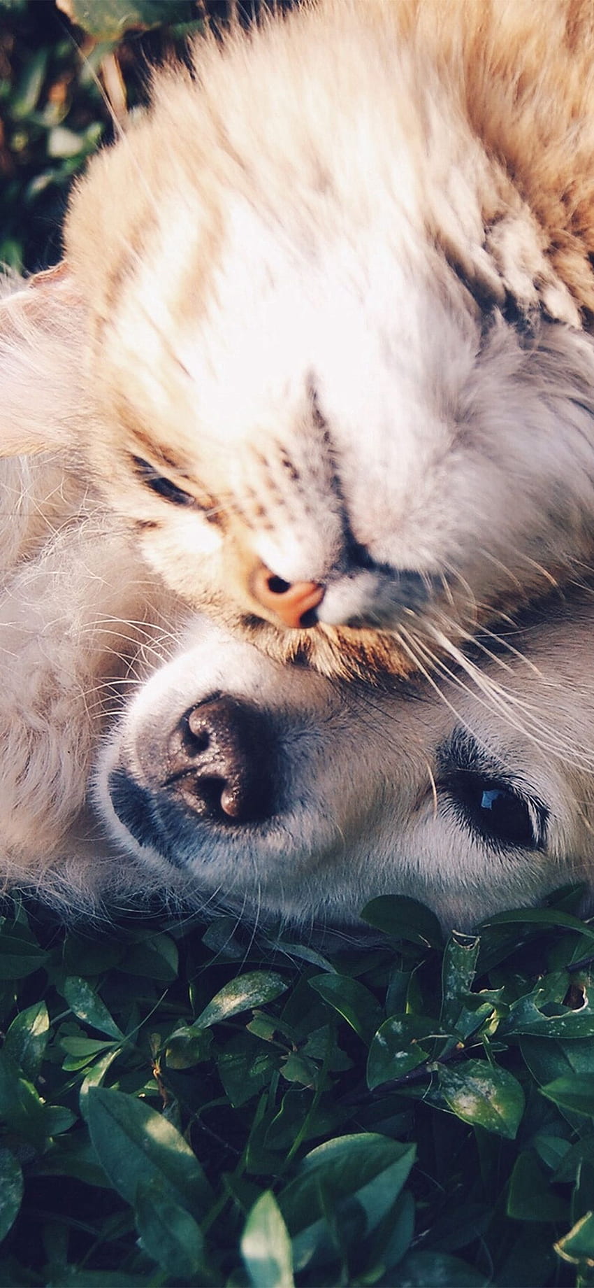 최고의 애완 동물 및 동물 iPhone X, 귀여운 동물 미학 HD 전화 배경 화면