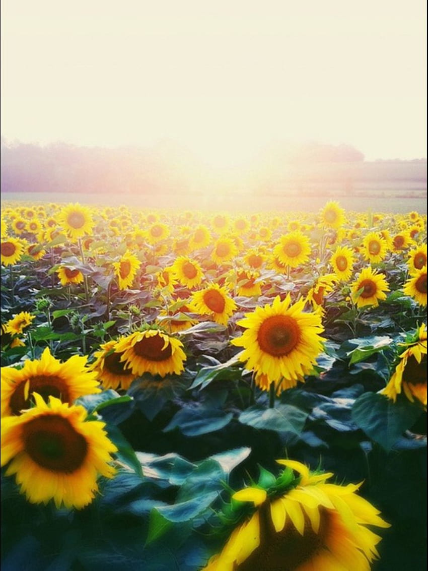 Boho hippie. Flowers Sunflowers HD phone wallpaper