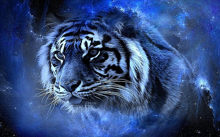 Tigre bleu, Tigre de feu bleu Fond d'écran HD