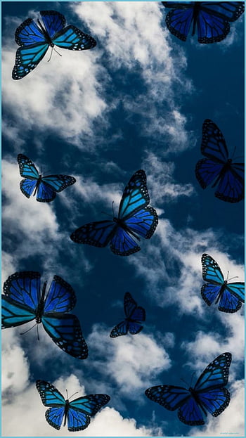 Dark blue butterfly HD wallpapers | Pxfuel
