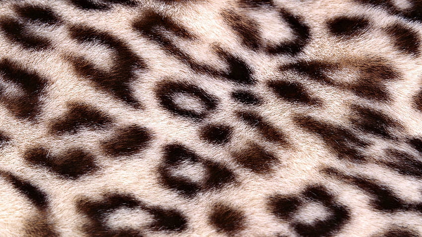 Background, Leopard, Spotted, Spotty, Texture, Textures HD wallpaper