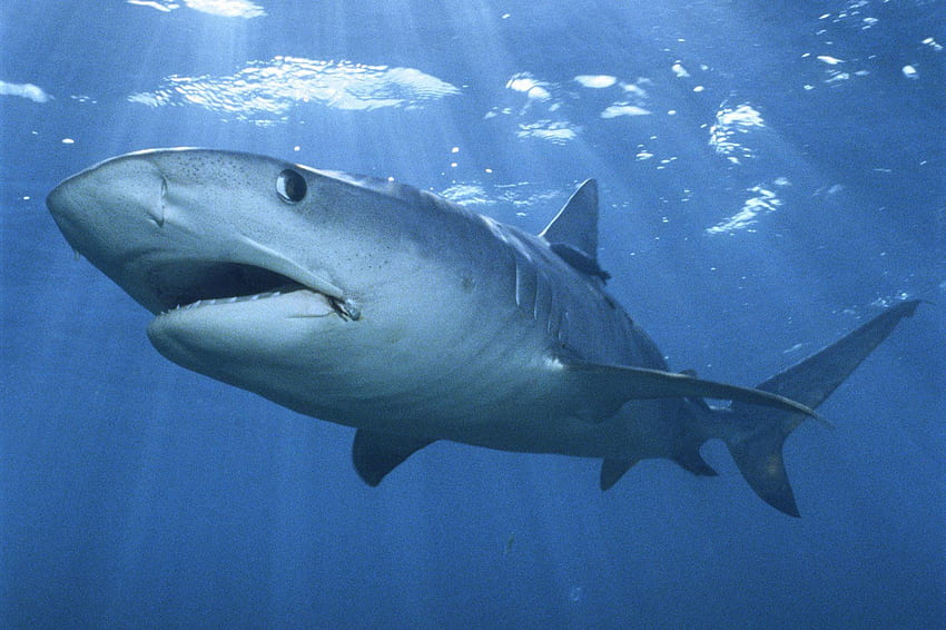 Yavru Kaplan Köpekbalığı - Köpekbalıkları Ekran Koruyucu - HD duvar kağıdı