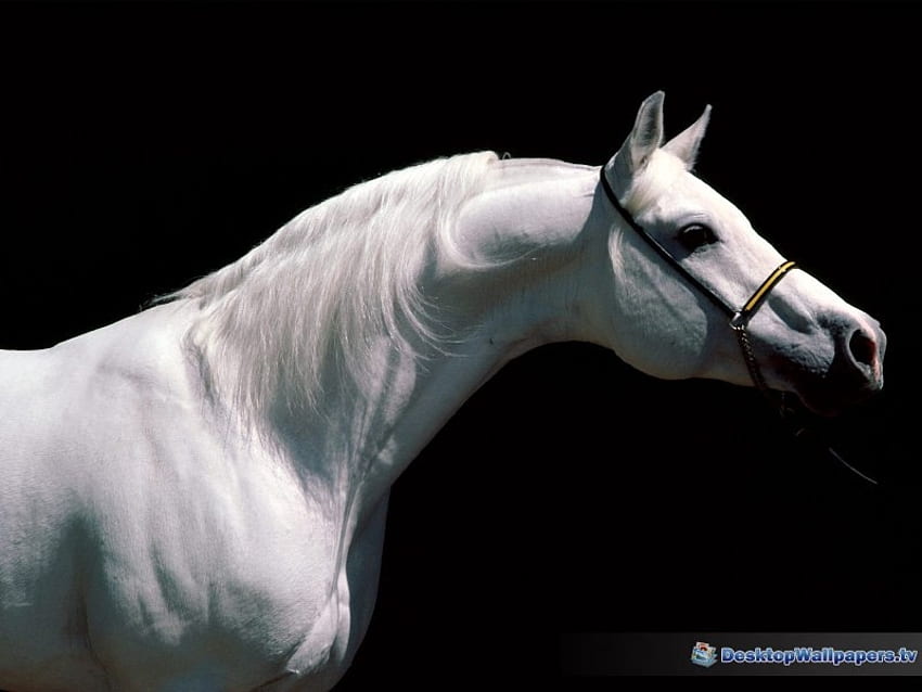semental árabe, caballo fondo de pantalla
