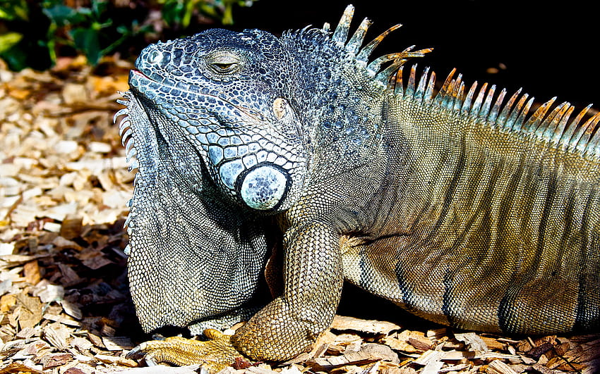 Iguana immobile, rettili, iguana, zoo, animali Sfondo HD