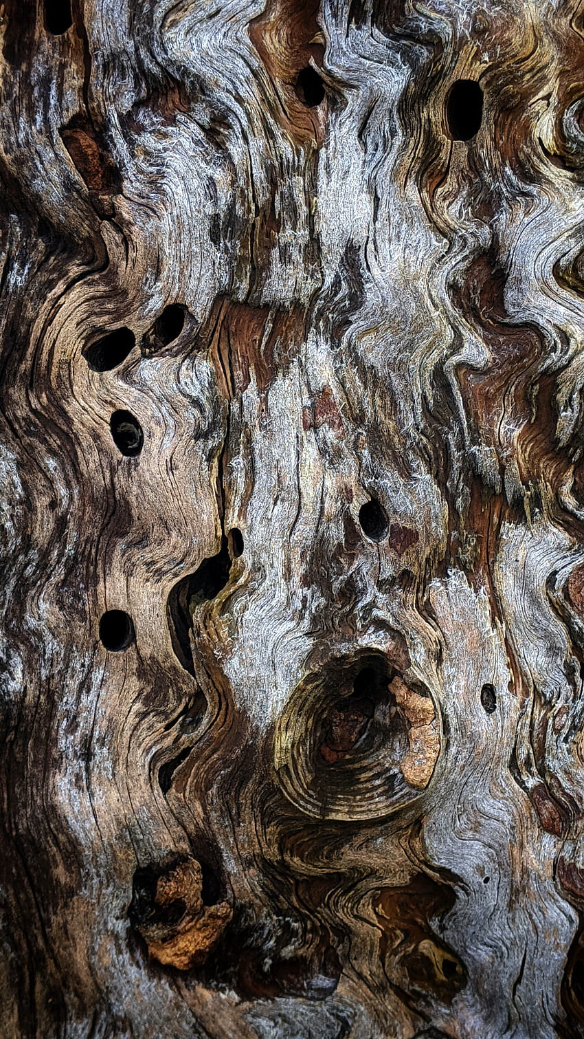 Wood, Wooden, Texture, Textures, Ribbed, Bark HD phone wallpaper