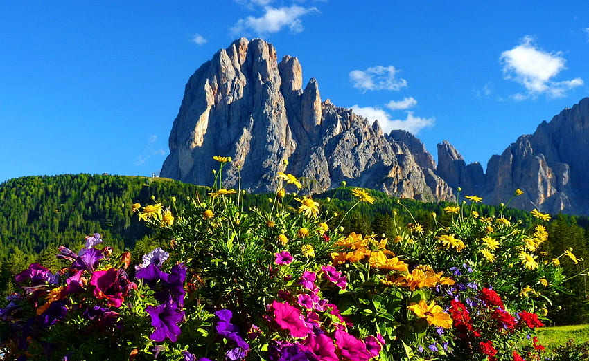 Dolomites, Italy, summer, blossoms, colors, alps, mountains HD wallpaper