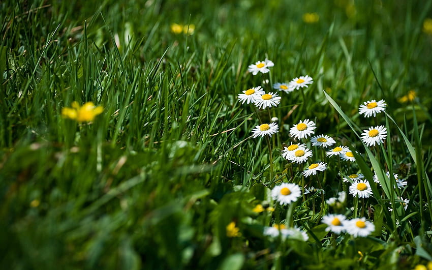 Flowers, Grass, Camomile, Greens, Glade, Polyana, Sharpness HD wallpaper