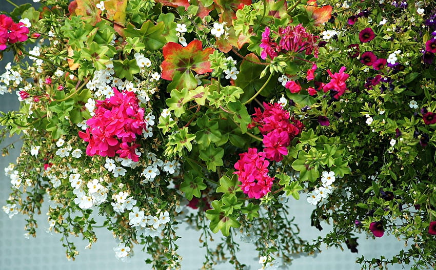 Flowers, Greens, Handsomely, It's Beautiful, Geranium, Petunia HD wallpaper