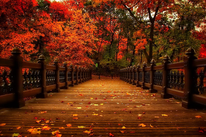 Listopad Kolorowy Złoty Połysk Drzewa Blask Gałęzi Kolory Jesieni Ładny Spadek Natura Piękny Piękny Odbicie Liści Tapeta HD