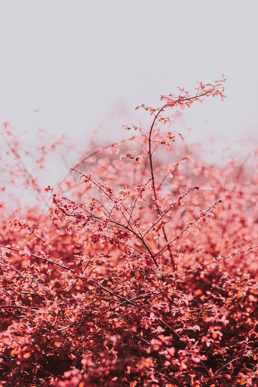自然, 空, 葉, 光, 枝, 明るい色, 春 HD電話の壁紙