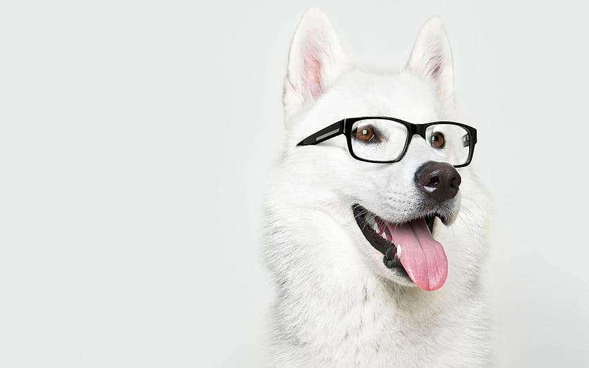animales humor perros gafas gracioso lengua sonriente simple akita perros blancos pared Animales , animales de alta resolución , alta definición fondo de pantalla