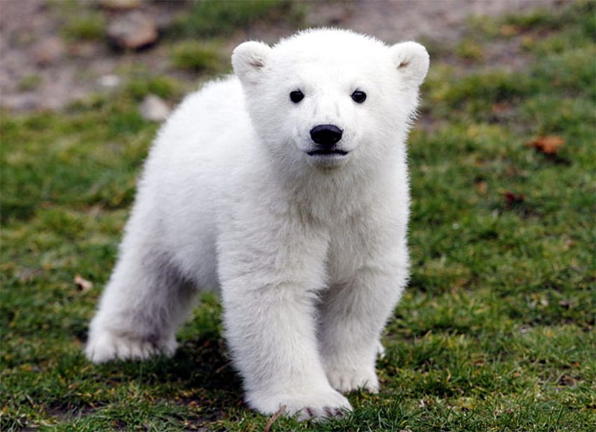 Aku akan mencintaimu selamanya, Knut imut, manis, berlin, knut, beruang, cinta, kutub, imut, menggemaskan Wallpaper HD