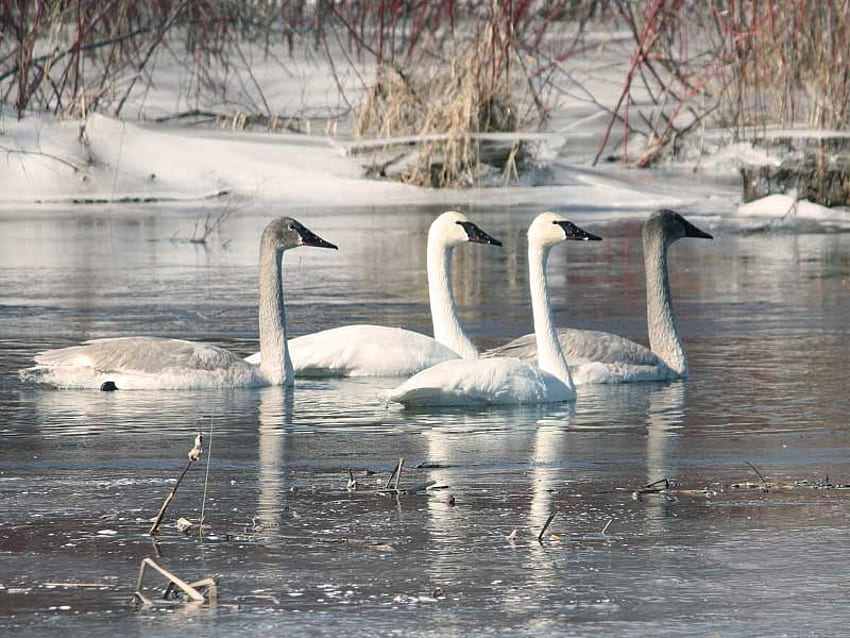FOUR SWAN A SWIMMING, swimming, swans, white, four HD wallpaper