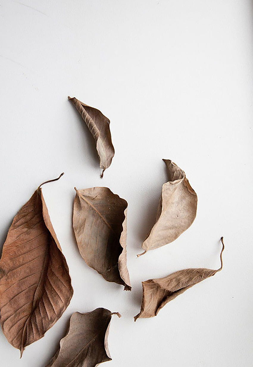 Amor otoñal con Bouroullec y Verstuyft. Arte. Otoño, Estética Blanca Simple fondo de pantalla del teléfono