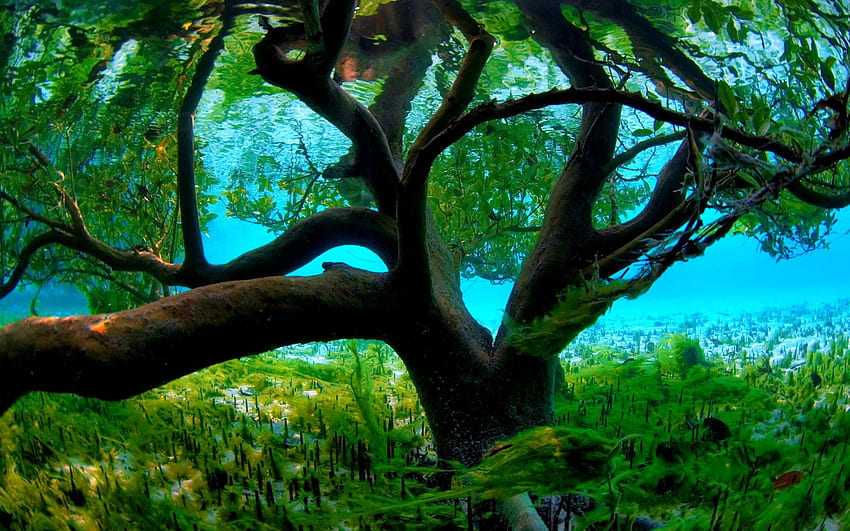 BELEZA SUBAQUÁTICA, Mangue, debaixo d'água, Aldabra, Seychelles papel de parede HD