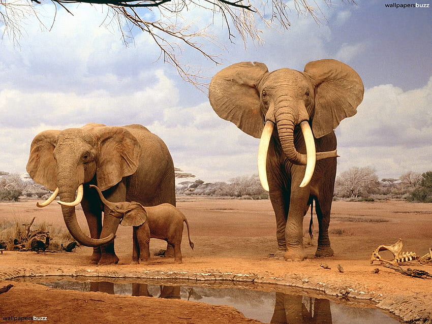 Elefantenfamilie HD-Hintergrundbild