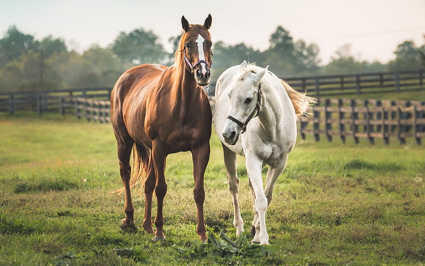 馬、野原、白い馬、茶色の馬、農場 高画質の壁紙