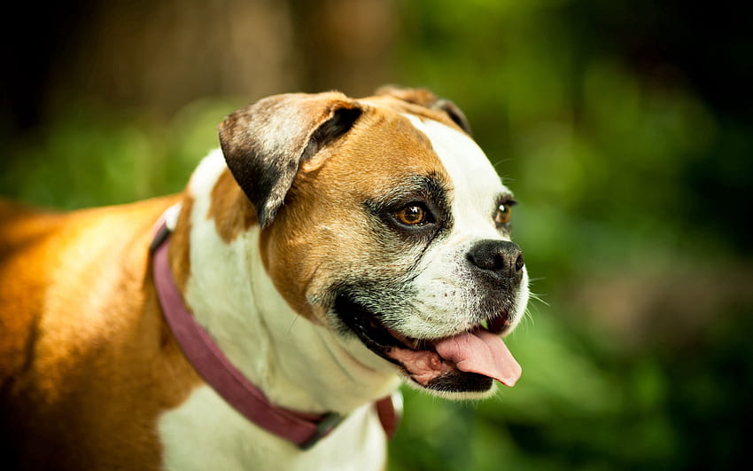 Tiere, Hund, Anblick, Meinung, hervorstehende Zunge, herausgestreckte Zunge, Halsband, Boxer HD-Hintergrundbild