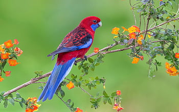 Birds and Blooms Chinoiserie Rose Wallpaper  Chinoiserie wallpaper Bird  wallpaper Floral wallpaper