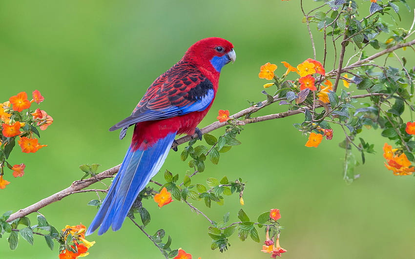 사랑에 빠진 아름다운 앵무새 - 꽃 나무 위의 새 - & 배경 HD 월페이퍼