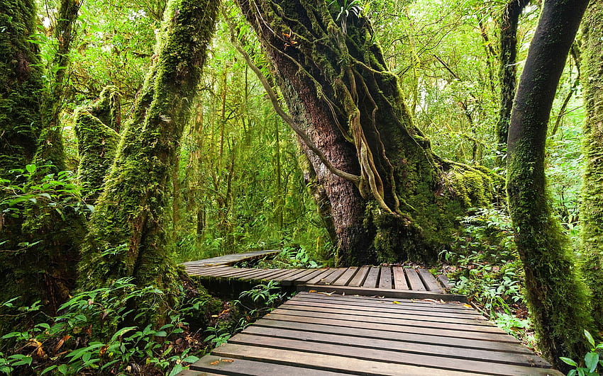 Nationalpark Doi Inthanon, Dschungel, Bäume, hölzerner Fußweg, Thailand-Wald HD-Hintergrundbild