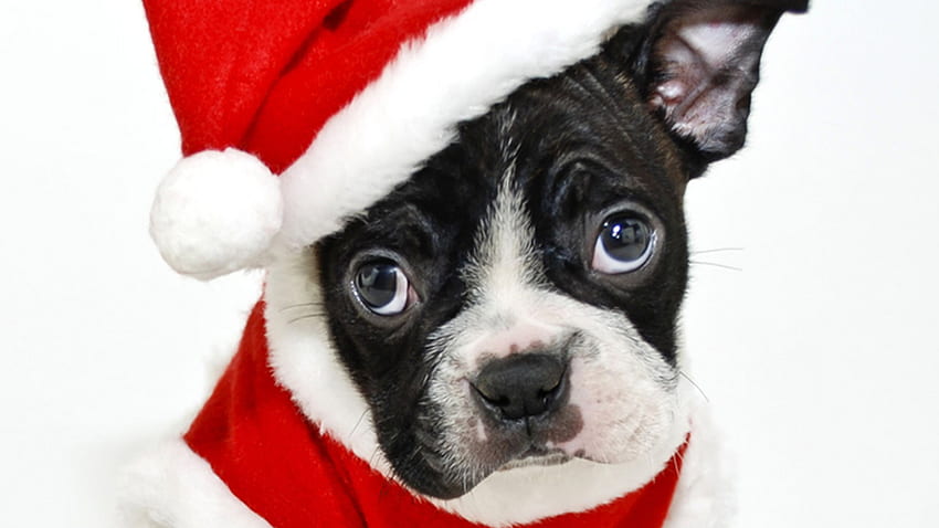 CUTE ANIMALS: This Santa dog's present to you is a clean living room - ABC7 Chicago, Boston Terrier Christmas HD wallpaper