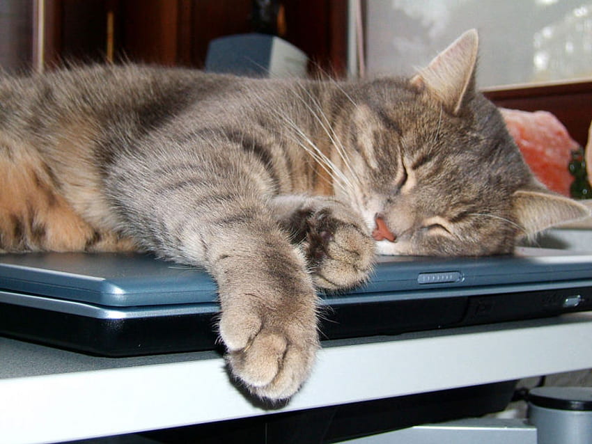 잠깐의 휴식, 휴식, 컴퓨터, 휴식, 고양이, 잠 HD 월페이퍼