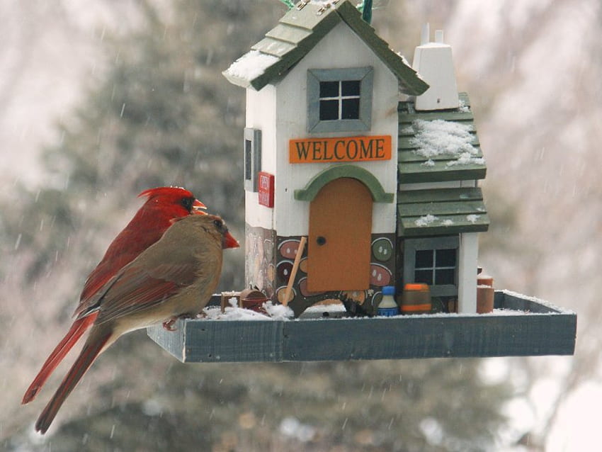 Let's Have Lunch, feeder, birds, house, cardinals HD wallpaper