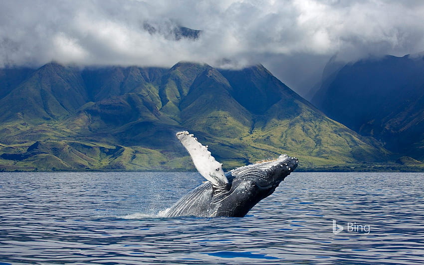 Uma baleia jubarte na costa de Maui, Havaí - Bing papel de parede HD