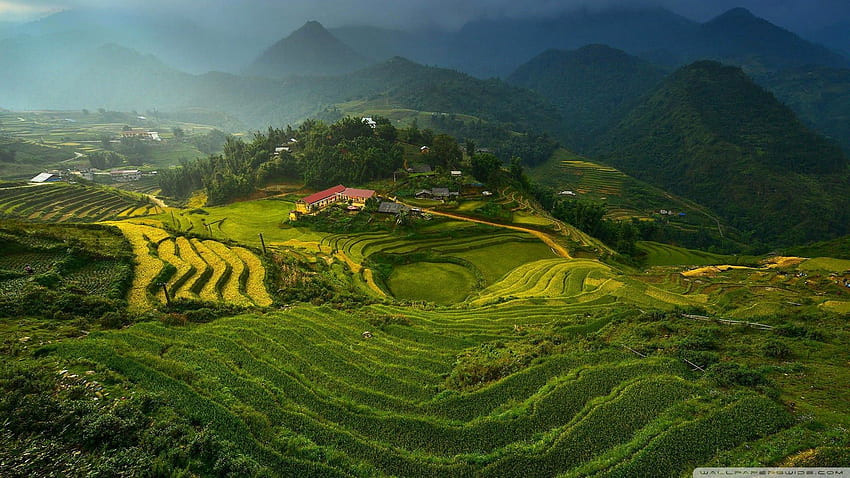 Perkebunan Padi Vietnam ❤ untuk Ultra Wallpaper HD