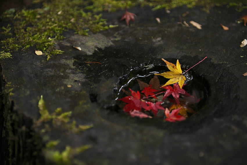 Есенни листа, листа, цветове, есен, листо, природа HD тапет