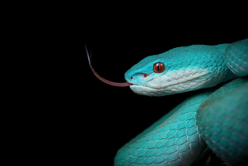 Snake, blue, black, sarpe, reptile HD wallpaper