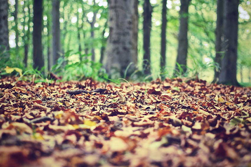 Grafik getrockneter Blätter · Stock, Waldboden HD-Hintergrundbild