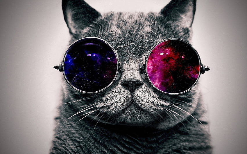 kucing abu-abu dan kacamata hitam Wallpaper HD