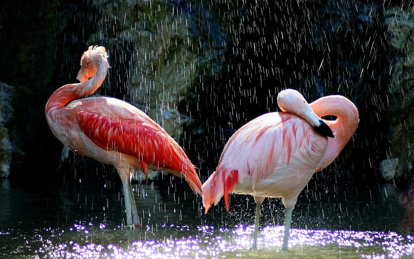 Animals, Birds, Water, Flamingo, Drops HD wallpaper