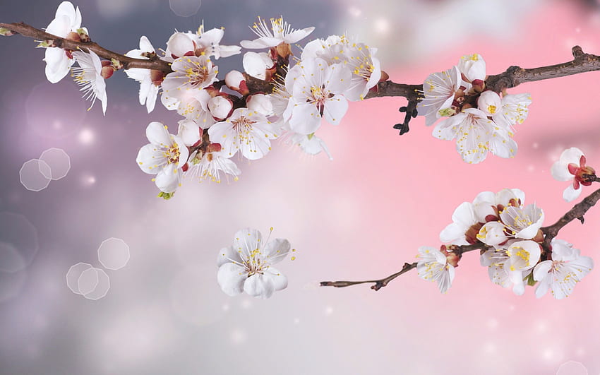 Apfelbaumblumen Zweige Blütenblätter funkeln Bokeh-Blüten. HD-Hintergrundbild