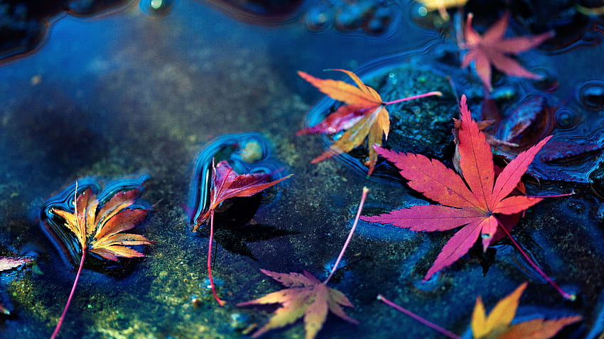 Maple Leaves Retina Ultra . Fundo, Folha de Bordo papel de parede HD