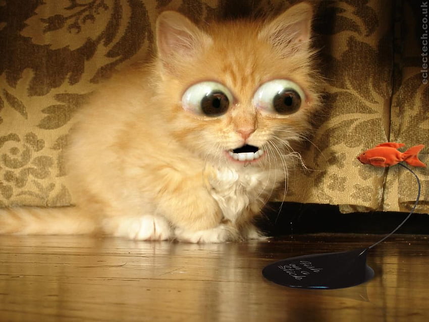 Funny Cats, Weird Cat HD wallpaper
