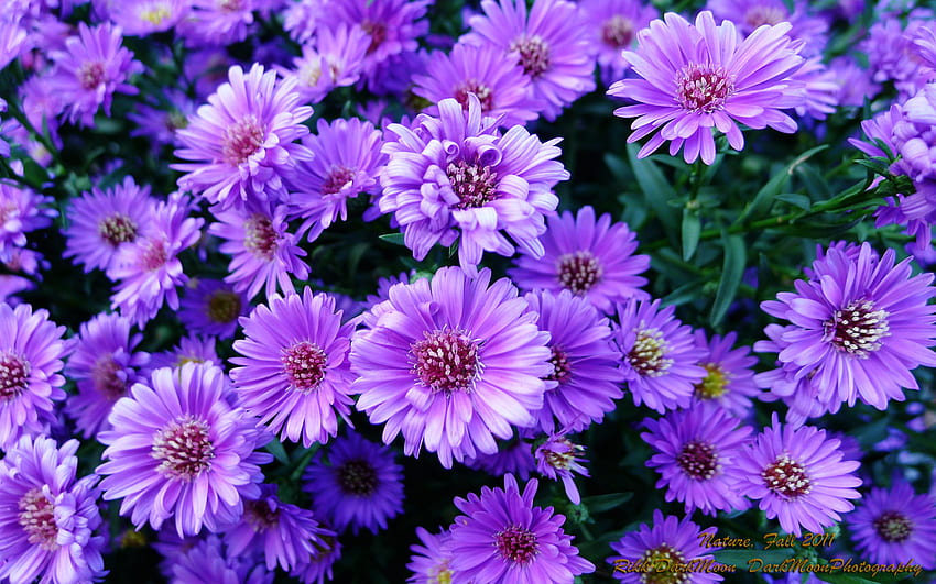 Free Purple Flowers Photos and Vectors