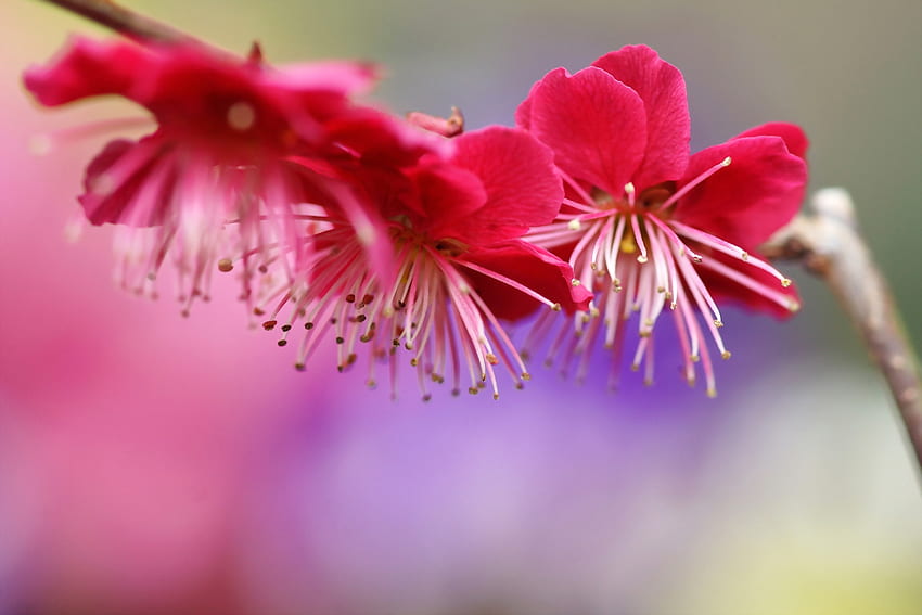 Frühling, Blumen, Rosa, Pflaume, Makro, Holz, Baum, Blüte, Blüte, Zweig HD-Hintergrundbild