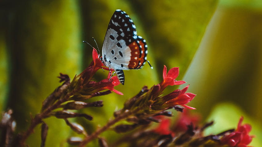 Muster, Blume, Makro, Nahaufnahme, Schmetterling, Flügel HD-Hintergrundbild