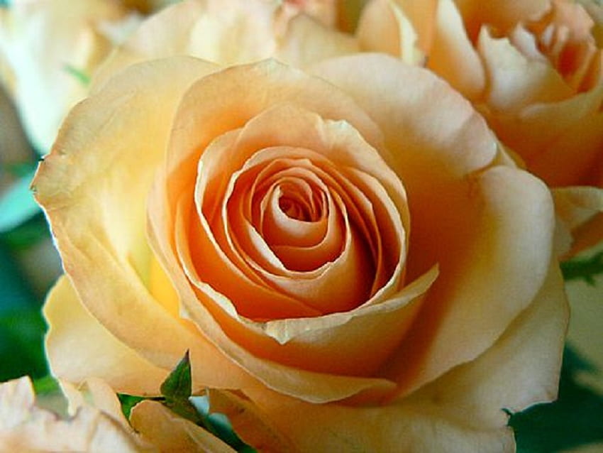 Apricot Rose Close Up, mawar, aprikot, , bunga Wallpaper HD