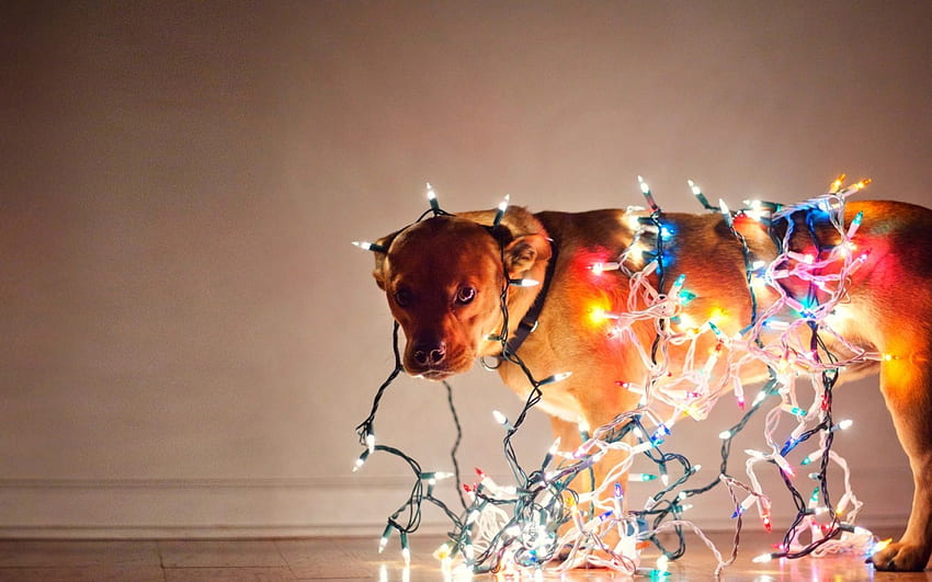 COLOR LIGHTS, dog, holiday, color, lights HD wallpaper